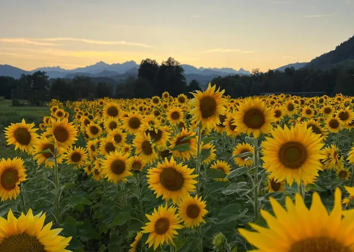 度假居 House Tinka *